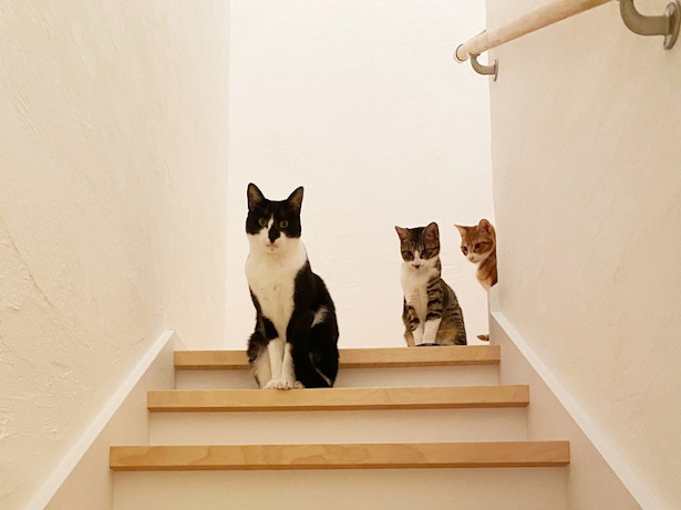 猫ちゃんも上り下りしやすい階段