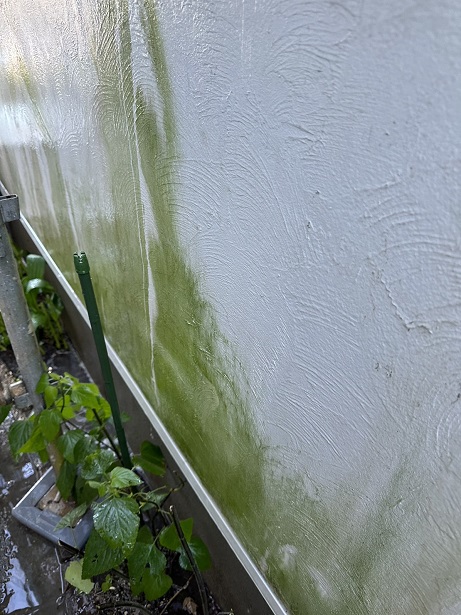 足立区　漆喰外壁のメンテナンス前　植物による汚れ